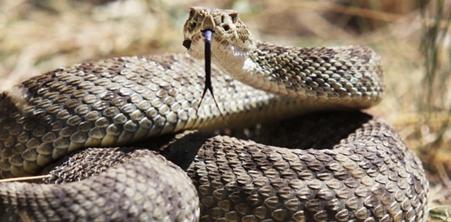 Beheaded Corpus Christi Rattlesnake Gets Revenge After Bites Foolish TX ...