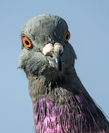 ND 'King House Chinese Buffet' Found Caging Pigeons In Fargo Basement