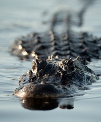 alligator dupuis boyce thecount