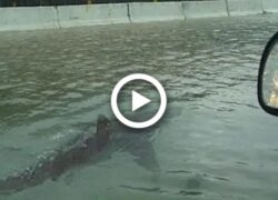 Incredible Video Shows Sharks Swimming In Florida Streets Amid Hurricane Ian