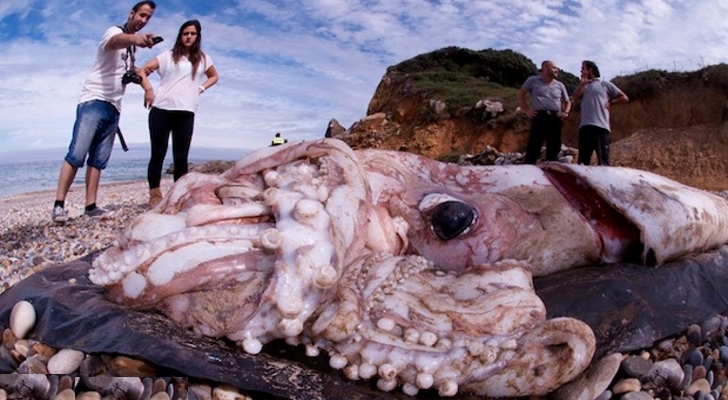 30-Foot-9-Meter-Giant-Squid-Washes-Up-on-Shore-of-Cantabria-Spain-388386-2