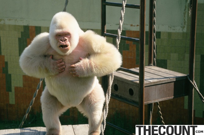 albino gorilla tito ortiz