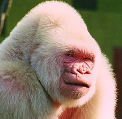 albino gorilla furless