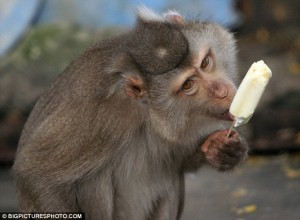 China popsicle monkey 300x220 News of the Weird: People in China Catching a Break from the Heat