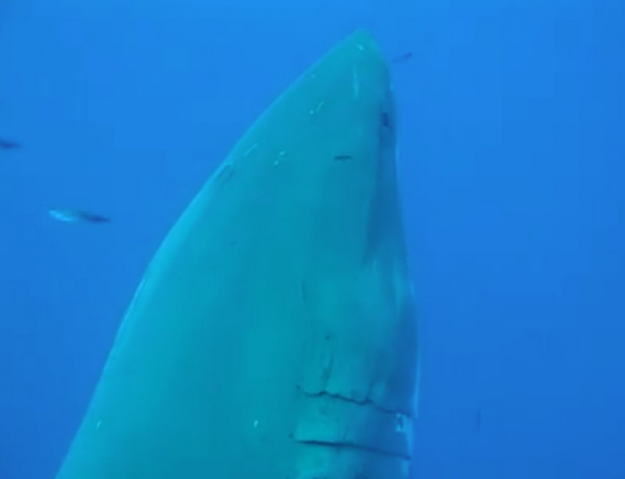deep blue shark killed in taiwan