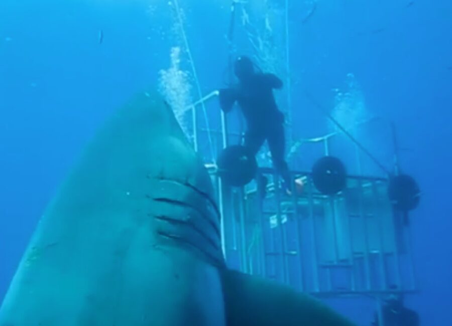 size of deep blue shark