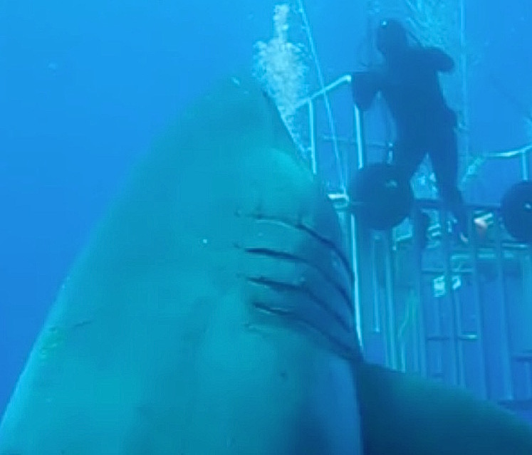 deep blue shark near divers in hawaii
