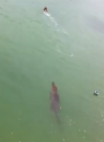 GIANT Alligator Stalks Swimmer In Incredible VIDEO