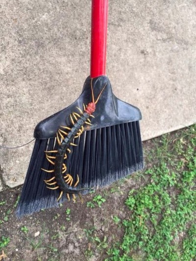 Giant Redheaded Centipede texas broom