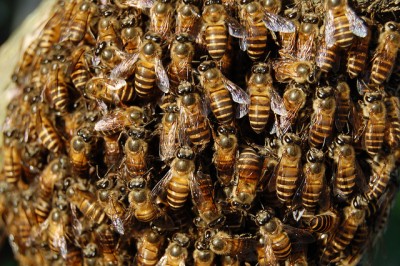 Honey-bees-generic