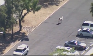 Llama loose in Sun City AZ 2