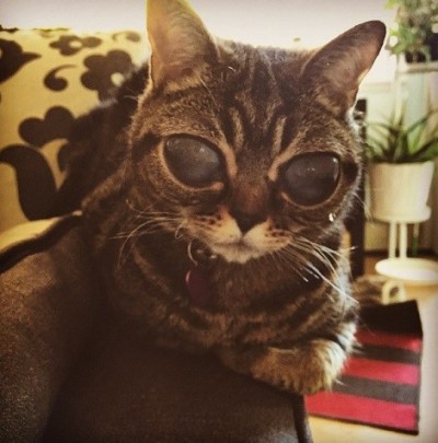 Matilda alien cat eyes 2