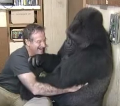 Robin Williams has a tickle fight with Gorilla 3