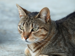 Serial CAT KILLER Striking Houston 2