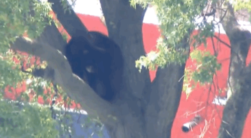 bear in tree nj
