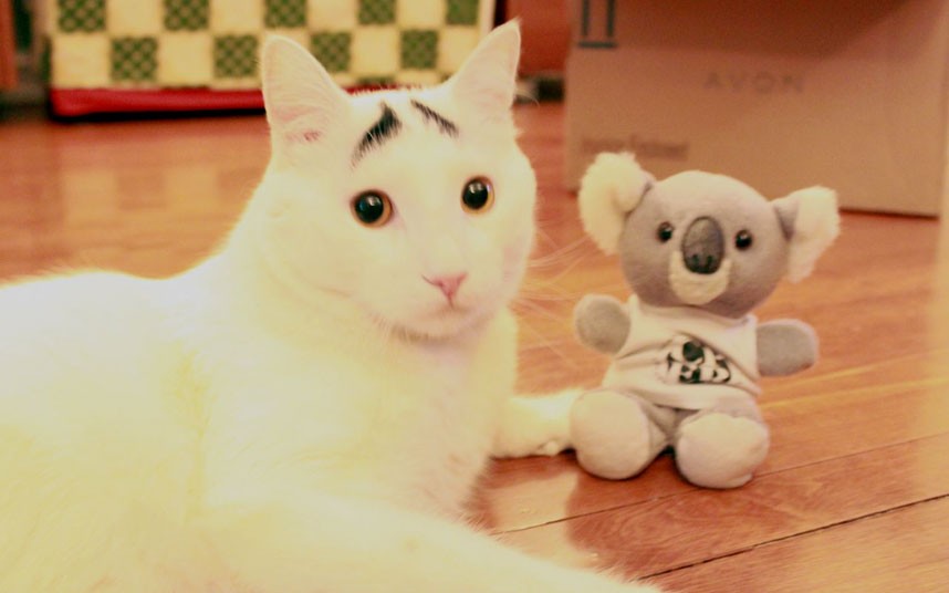 cat-eyebrows-koala_2474708k