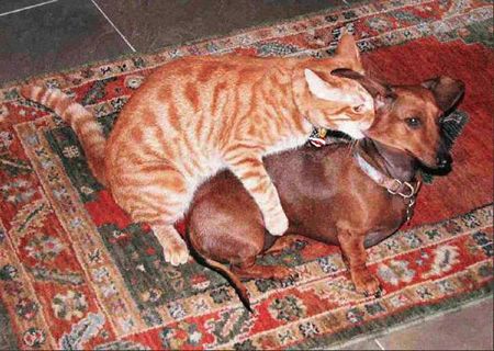  That Aint Right   Cat Humps a Wiener Dog