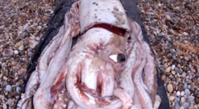 elusive-giant-squid-washes-ashore-on-cantabria-beach-in-spain