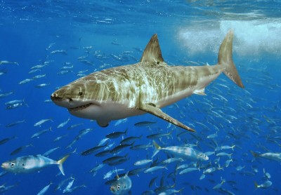 great white attack Montana de Oro shark 4