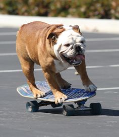 how did Tillman skateboarding dog die – TheCount.com