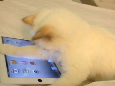 karl-lagerfelds-siamese-cat-can-use-an-ipad-sleeps-on-a-pillow-and-has-two-personal-maids