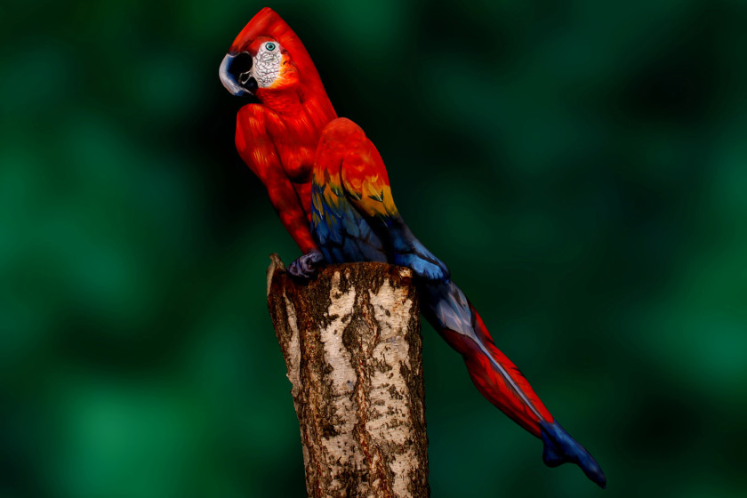 The Parrot by Johannes Stoetter10.jpg