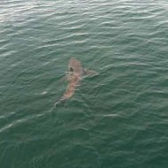 Another Great White Shark Patrolling Cape Cod (PHOTOS VIDEO ...