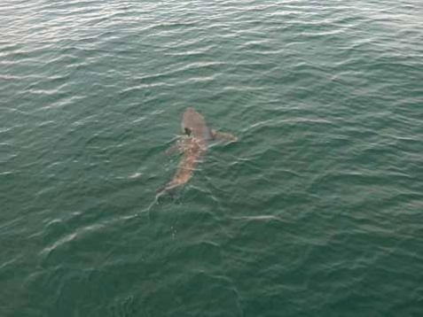 Another Great White Shark Patrolling Cape Cod (PHOTOS VIDEO ...