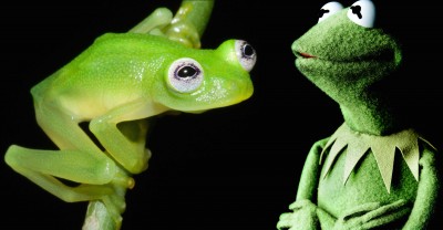 real life kermit the frog