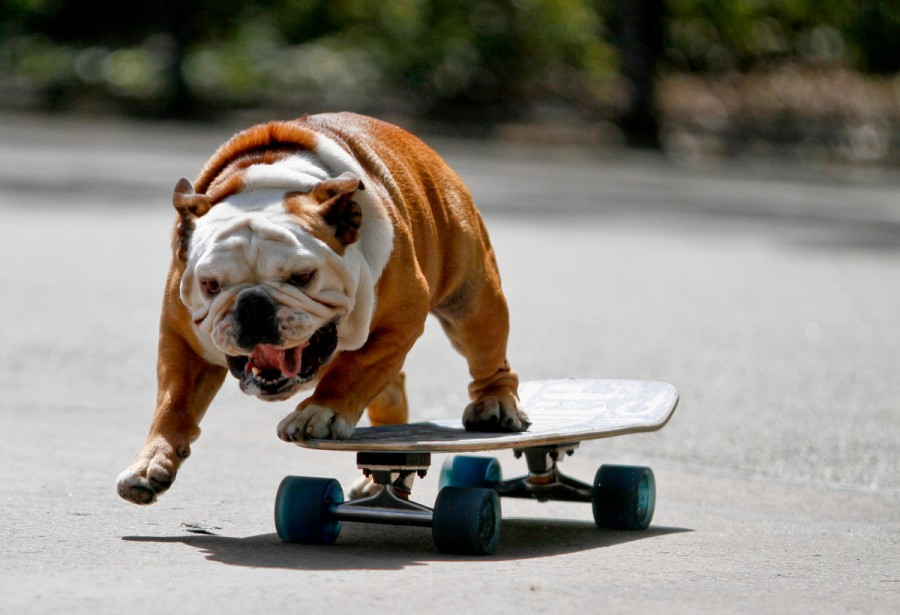 rip Tillman skateboarding dog