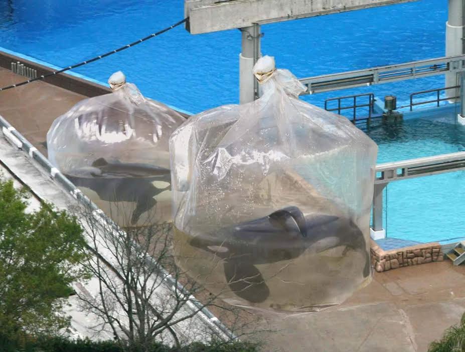 seaworld orcas plastic bags