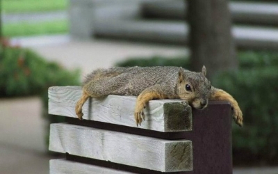 squirrel-planking