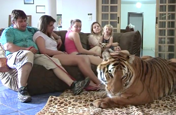 tiger family 3
