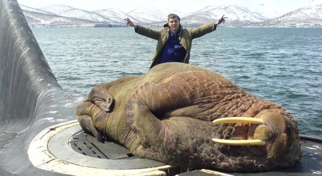 walrus submarine