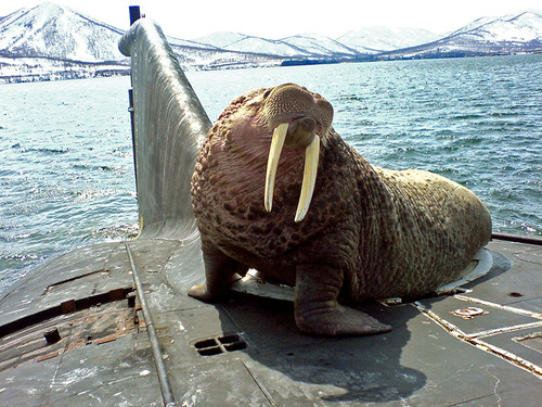 walrus submarine happy