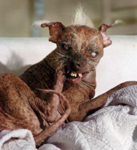 world's ugliest dog